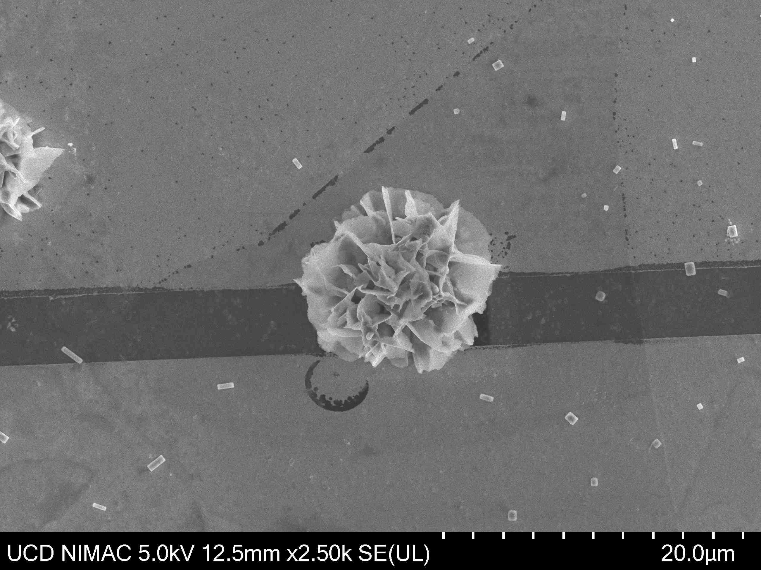 Experiment Failed, But a Flower Bloomed